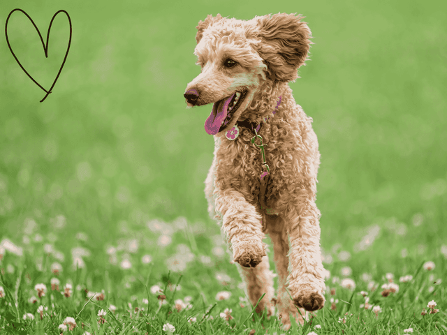 happypoodle